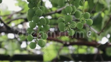 一串未成熟的绿色葡萄挂在雨中，水珠从浆果中滴落
